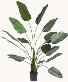 Outdoor kunstplant Strelitzia, H 210 cm