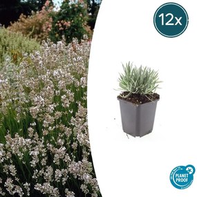 Lavandula Intermedia 'Edelweiss' - 20cm