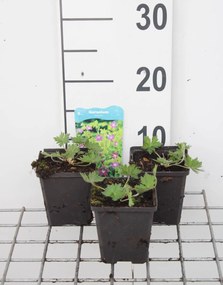 Geranium palustre - pot 9x9 cm