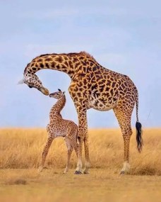 Foto Giraffes, Ayanda Madondo, (30 x 40 cm)