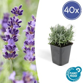 Lavandula'Hidcote'- 20cm