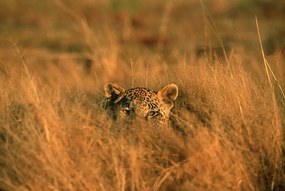 Foto Leopard (Panthera pardus) hiding in grass, Africa, Martin Harvey