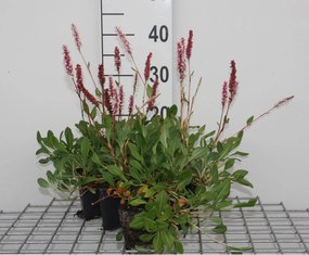 Persicaria affinis 'Darjeeling Red' - pot 9x9 cm