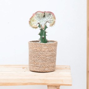 Euphorbia lactea Cristata rood - 30cm