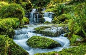 Foto Scenic view of waterfall in forest,Newton, Ian Douglas / 500px, (40 x 26.7 cm)