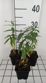 Asclepias incarnata 'Ice Ballet' - pot 9x9 cm -