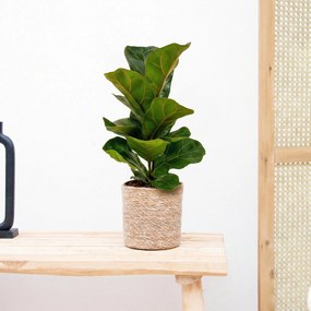 Ficus Lyrata bambino - 40 cm