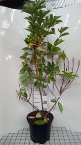 Prunus laurocerasus 'Rotundifolia' - pot 10L - 100-125 cm