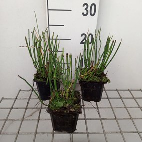 Equisetum hyemale - pot 9x9 cm