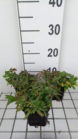 Veronica spicata 'Erika' - pot 9x9 cm