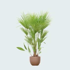 Combi deal - Chamaerops Humilis inclusief pot Grigio new egg - 170cm