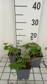 Geranium x cantabrigiense 'Lohfelden' - pot 9x9 cm
