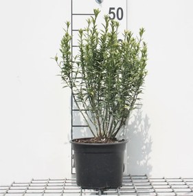 Euonymus japonicus 'Microphyllus Albovariegatus' - pot - 20-30 cm