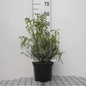 Cytisus 'Golden Sunlight' - pot - 40-60 cm