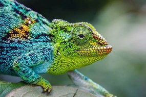 Foto Rwenzori three-horned chameleon, Jonne Seijdel