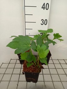 Mukdenia rossii 'Karasuba' (Crimson Fans) - pot 9x9 cm