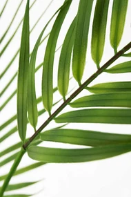 Kunstplant Palmboom Tropic