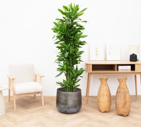 Dracaena Golden Coast - 120cm