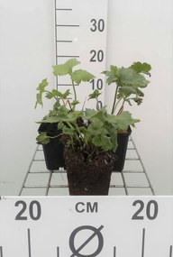 Anemone x hybrida 'Honorine Jobert' - pot 9x9 cm -