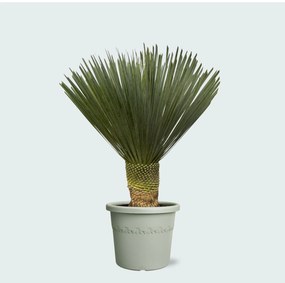 Yucca Rostrata 'Blue Swan' - 100cm