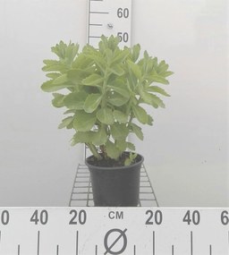 Sedum 'Herbstfreude' - pot 2L -