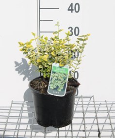 Euonymus fortunei 'Emerald 'n' Gold' - pot - 20-30 cm