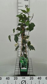 Hedera algeriensis 'Gloire de Marengo' - pot - 50-60 cm
