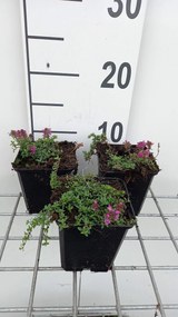Thymus praecox 'Red Carpet' - pot 9x9 cm -