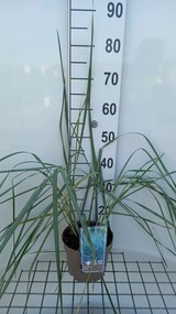 Leymus arenarius 'Blue Dune' - pot 3L