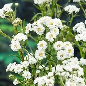 Achillea ptarmica - Biopot diameter 7 cm
