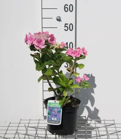Hydrangea macrophylla 'Blaumeise' - pot - 25-30 cm