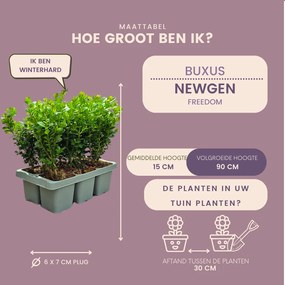 4 x 6-Pack Buxus NewGen Freedom– Winterharde Groenblijvende Struiken 24 x Ø7 cm - ↕15 cm | Compacte Buxus