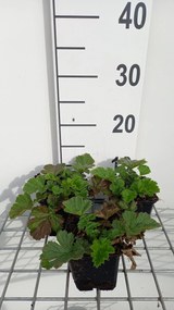 Geum 'Totally Tangerine' - pot 9x9 cm -
