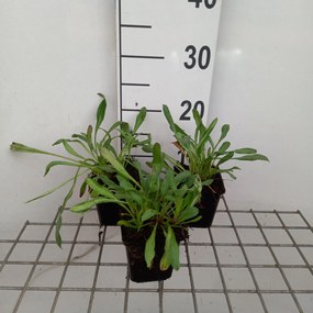 Erigeron 'Sommerneuschnee' - pot 9x9 cm