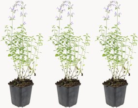 Planten Catmint Nepeta faassenii Walkers Low, 3-delig