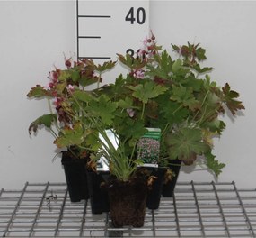 Geranium macrorrhizum 'Ingwersen's Variety' - pot 9x9 cm -