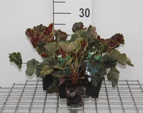 Heuchera 'Beauty Colour' - pot 9x9 cm