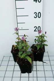 Tricyrtis 'Dark Form' - pot 9x9 cm -