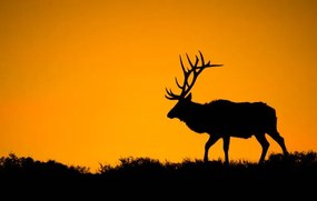 Kunstfotografie A large bull elk in silhouette, jared lloyd, (40 x 24.6 cm)