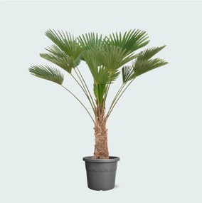 Trachycarpus wagnerianus - 130 cm