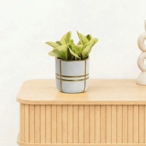 Bambino Obtipan Bicolor - 10cm