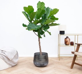 Ficus Lyrata boom - 160cm