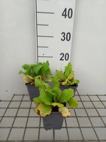 Primula japonica 'Miller's Crimson' - pot 9x9 cm -