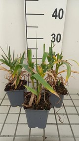 Arundo donax - pot 9x9 cm -
