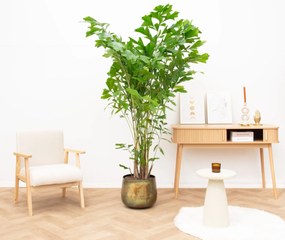 Caryota Mitis - 220cm