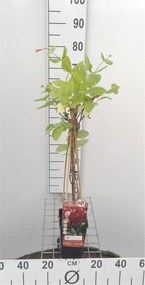Lonicera japonica 'Red World' - pot - 50-60 cm