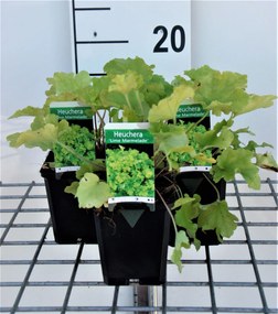 Heuchera 'Lime Marmelade' - pot 9x9 cm -