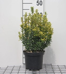 Euonymus japonicus 'Microphyllus Aureovariegatus' - pot - 20-30 cm