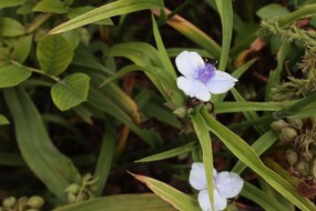 Tradescantia 'Osprey' - pot 9x9 cm