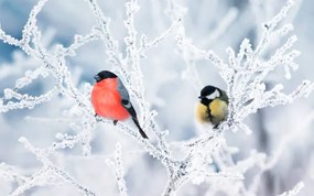 Foto two birds bullfinch and titmice sit, Nataba